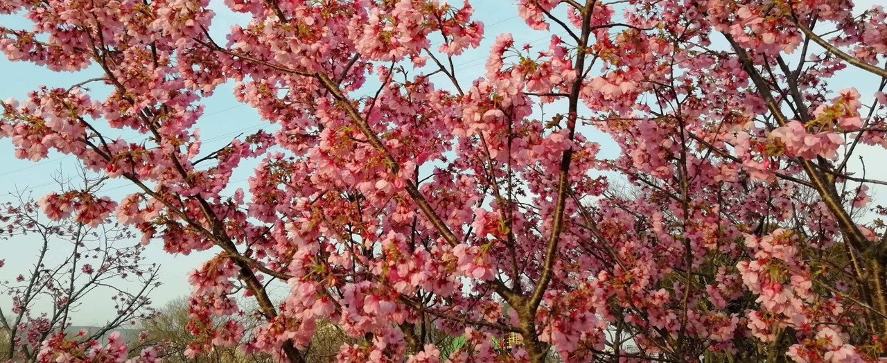 日本の桜は綺麗